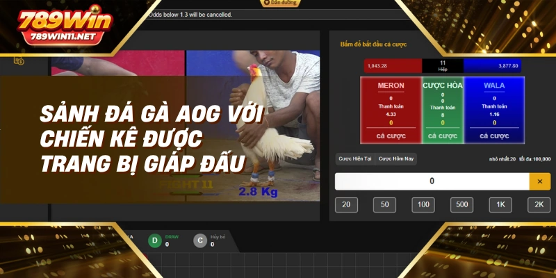 Sảnh đá gà AOG với chiến kê được trang bị giáp đấu